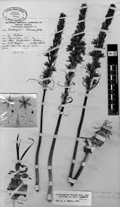 Image result for Searsia grossireticulata