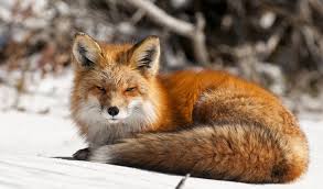 A collection of the top 37 fox wallpapers and backgrounds available for download for free. Fox Wallpaper Images Photos Pictures Backgrounds Desktop Background