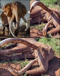 HEARTBREAKING 💔 Africa has lost Craig, one of its last remaining super tuskers. Craig passed away on Saturday at Amboseli National Park 🇰🇪, aged 54. Born in 1972 to the matriarch Cassandra,