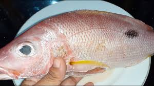 Kepala ikan kakap betawi ini harus memakai kepala ikan yang segar agar rasanya gurih sedap. Ikan Kakap Merah Buat Lauk Ala Restoran Mahall Youtube