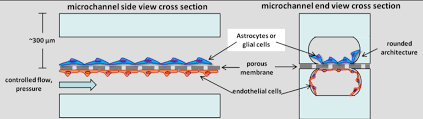 © 2020 medical business community. Brain Microenvironment Models Nanomedicine Medical Acoustics Laboratory