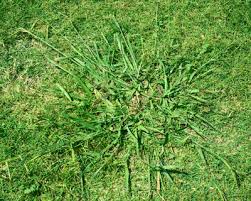 Question Of The Week Number 1 August 13 2020 Neil Sperry S Gardens
