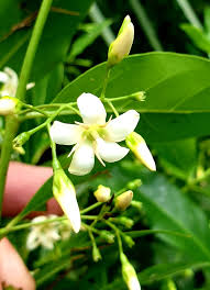 Image result for Kraussia floribunda