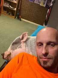 Stolen weighted scentsy buddy cow