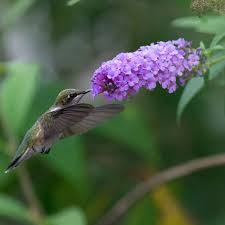 Check spelling or type a new query. Nanho Purple Buddleia Plants For Sale Butterfly Bush Free Shipping