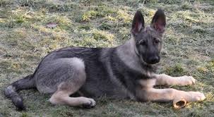 We are paul and olivia leary, the owner/breeders and pack leaders of fair wind shilohs. Shiloh Shepherd Info Puppies Breeders Temperament Pictures