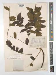 Image result for Cnestis