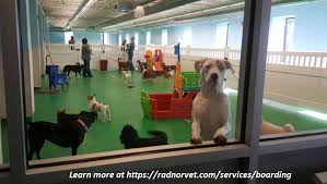 Explore other popular pets near you from over 7 million businesses with over 142 million reviews and opinions from yelpers. Pet Club Near Me Cheap Buy Online