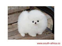 If you are unable to find your pekingese puppy in our puppy for sale or dog for sale sections, please consider looking thru thousands of pekingese dogs for adoption. 7 Teacup Pekingesies Ideas Pekingese Puppies Pekingese Dogs Pekingese