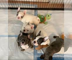 Our french bulldog rescue is very limited as most people prefer to try and sell their frenchies to make a buck. French Bulldog Puppies For Sale Near Los Angeles California Usa Page 1 10 Per Page Puppyfinder Com