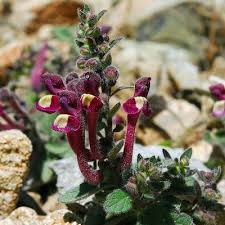 Image result for Scutellaria violascens
