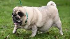 Pug's weight up to 'toddler size' after no walks