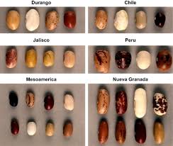 Image result for Phaseolus