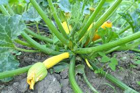 You can grow in small spaces by learning how to grow zucchini vertically! Yellow Zucchini Plant With Fruits Growing In Organic Garden Stock Photo Picture And Royalty Free Image Image 129565937