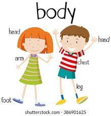 Over 27,362 body parts pictures to choose from, with no signup needed. Human Body Parts Diagram Illustration Stock Vector Royalty Free 386901625
