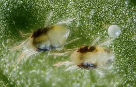 Image result for spotted spider mite
