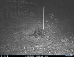 It features footage inside a sewer with a monster caught that was filmed during a survey. Creepy Mystery Beast Skulks Past Penobscot County Trail Cam