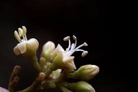 Image result for Ellipanthus