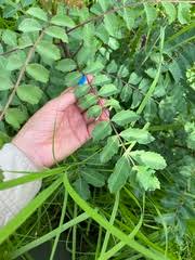 Image result for Commiphora pedunculata