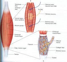 Muscle Spindles Are Stretch Receptors Embedded In The Muscles They Are Sense Organs Or Priopioceptors Sp Exercise Physiology Medical Knowledge Muscular System