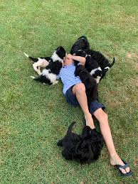 Check spelling or type a new query. Central Virginia Irish Doodles Home Facebook