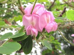 Image result for Robinia hispida