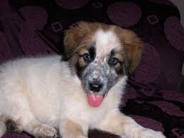 You should watch out for manifestations of hip also known as the border heeler, border collie blue heeler mix dogs are intelligent breeds and fast learners. Border Heeler Dog Breed Information And Pictures