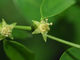 Image result for Cleistanthus