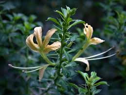 Image result for Barleria holubii