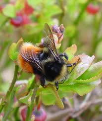 Image result for Bombus monticola