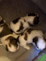 Puppies are available to loving, responsible homes, sold as pets, to be loved and spoiled, not to be considered show quality (though we do have champion lines and may have the occasional show prospect). Vogue Shih Tzu Puppies North Carolina Clemmons Nc 2021