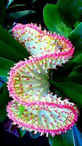 The flowers stink, but don't hold that against them: Mysterieuse Et Magnifique Exoticflowers Magnifiqueexoticflowers Mystrieuse Etmysterieuse Et Magnifiqu Beautiful Flowers Photos Strange Flowers Rare Flowers