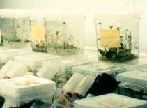 Image result for plant tissue culture
