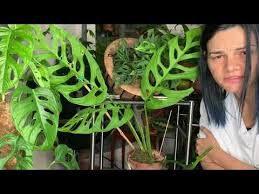 Monstera Epipremnoides X Acuminata X Adansonii Youtube Monstera Plants Plant Leaves