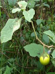 Image result for Solanum viarum