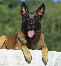 Secret Service Dog Dies While Protecting Vice President Biden