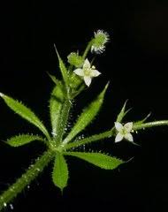 Image result for Triainolepis sancta