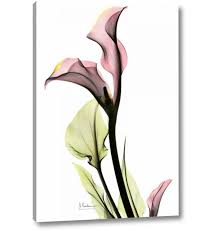 If you can't detect that side and plant your bulbs upside down. Bay Isle Home Calla Lily In Pink By Albert Koetsier Giclee Art Print On Wrapped Canvas Wayfair