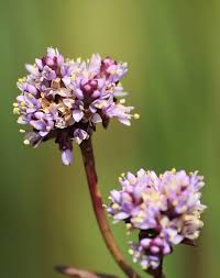 Image result for Pycnosphaera buchananii