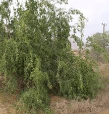 Image result for Salvadoraceae