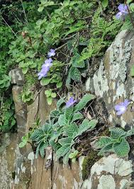 Image result for Streptocarpus buchananii