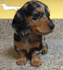 Black And Brown Weiner Dog Puppy Black And Tan Dapple By Elegant Dachshunds Dachshund Puppies Doxie Puppies Dapple Dachshund