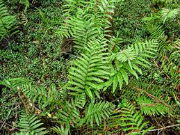 Image result for Thelypteris confluens