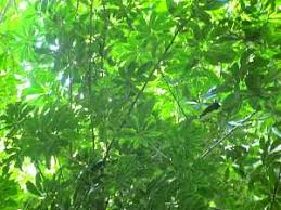 Image result for Achyrospermum aethiopicum