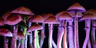 Study Reveals How Psychedelic Psilocybin Improves Long Term Creative Thinking Intelligent Living