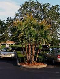 Image result for Acoelorrhaphe