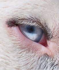 If the dog's hair is looking dull or a large amount of some dogs have also a genetic predisposition to less hair growth in certain parts of their body, for example between their eyes, ears or even lower necks. Causes Of Hair Loss Around Dog S Eyes Dog Discoveries