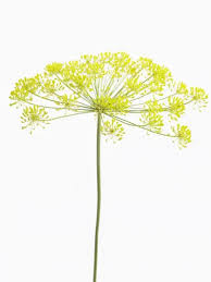 Image result for Anethum