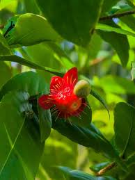 Image result for Ochnaceae