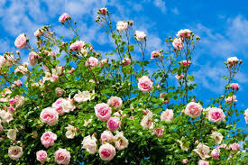 Rosen sind die königinnen der blumen. Rosen Im Garten Galabau Mahler Rosen Traumgarten